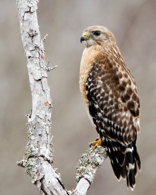 _MG_2814_RedshoulderHawk.jpg