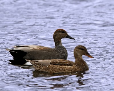 _MG_3065_Gadwalls_100x10.jpg