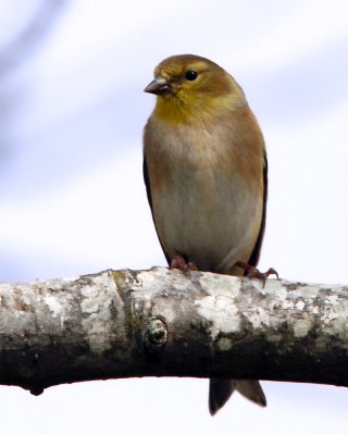 _MG_3433_AmGoldfinch.jpg