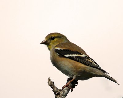 _MG_3523_AmGoldfinch.jpg