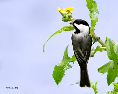 IMG_3815_Chickadee_10x100.jpg