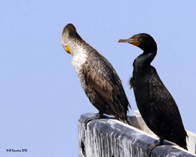 IMG_4254_DoublecrestedCormorant_10x100.jpg