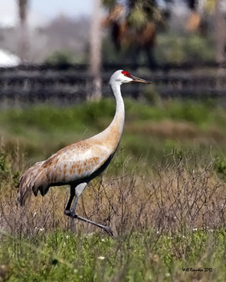 IMG_4294_SandhillCrane_10x100.jpg