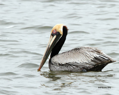 IMG_4369_BrwnPelican.jpg