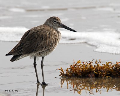 IMG_4421_Willet.jpg