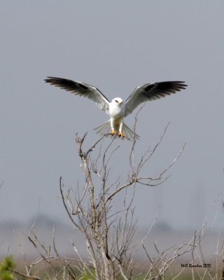 IMG_4456_WhtetailKite.jpg