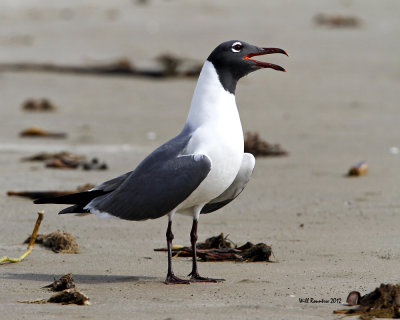 IMG_4683_LaughingGull.jpg