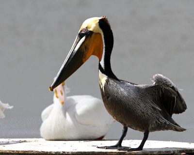 IMG_4757_BrownPelican.jpg