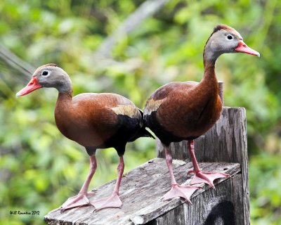 IMG_5003_BlkbelliedWhistlingDuck_10x100.jpg