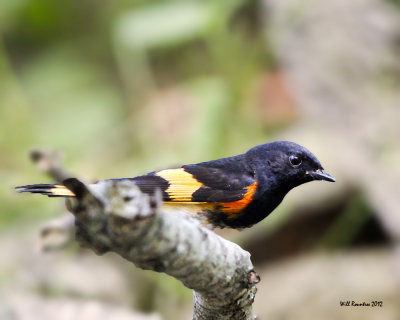 IMG_5786_AmRedstart_10x100.jpg