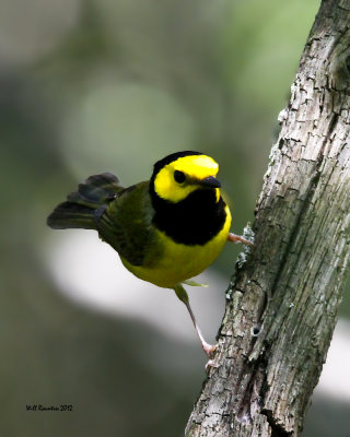 IMG_5819_HoodedWarbler_10x100.jpg