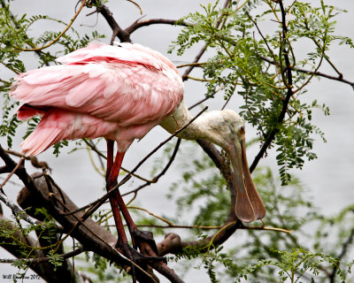 IMG_6168_RoseateSpoonbill_10x100.jpg