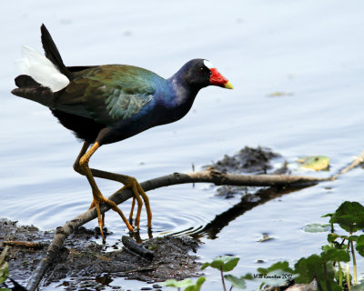 IMG_6735_PurpleGallinule_10x100.jpg