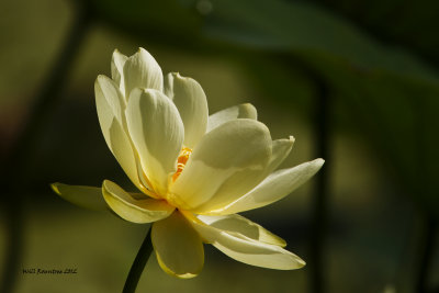 _MG_1303_Lotus.jpg