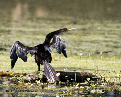 _MG_1370_Anhinga.jpg