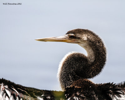 _MG_2512_Anhinga.jpg