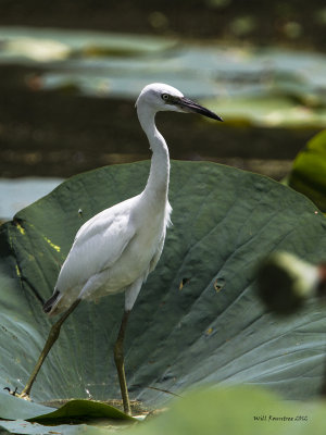 _MG_2801_LittleBlueHeron.jpg