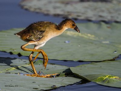 _MG_3115_babyGallinule_12x100.jpg