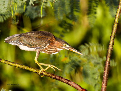 _MG_3480_GreenHeron_100x12.jpg