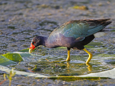 _MG_3519_PurpleGallinule_100x12.jpg