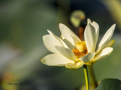 _MG_3574_Lotus_100x12.jpg