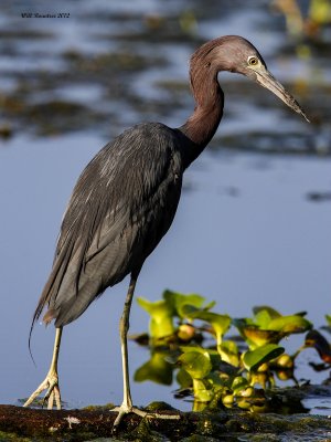 _MG_3602_LilBlueHeron_12x100.jpg