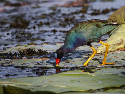 _MG_3929_PurpleGallinule_100x12.jpg