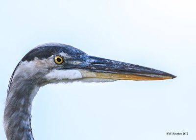 _MG_4279_GreatBlueHeron.jpg