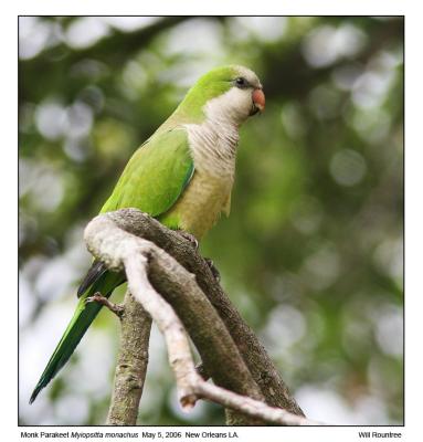 IMG_30448_MonkParakeet_12x72.jpg