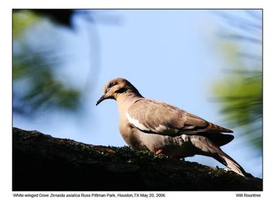 IMG_30772_WwDove_13x72.jpg