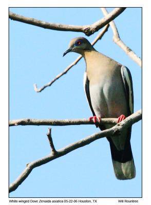 31250_WwDove_72x12.jpg