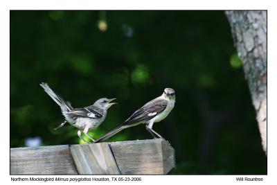 img_31273_NMockingbird_12x72.jpg