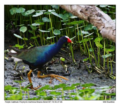 IMG_31334_PGallinule_12x72.jpg