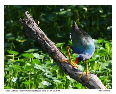 IMG_31337_PGallinule_12x72.jpg