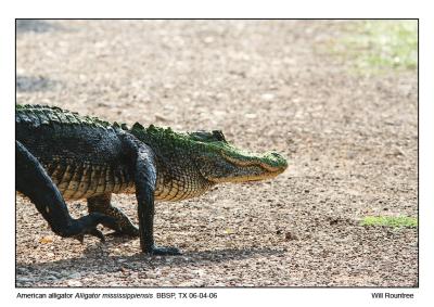 IMG_1419_gator_12x72.jpg