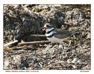 IMG_1431_Kildeer_12x72.jpg