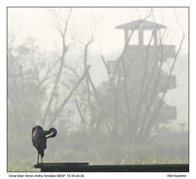 IMG_31394 GBHeron_72x12.jpg