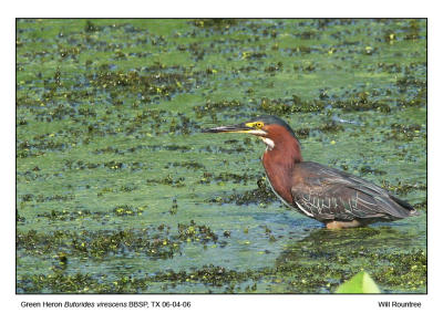 IMG_31440_GrnHeron_12x72.jpg