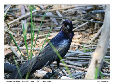 IMG_31445_BtGrackle_12x72.jpg