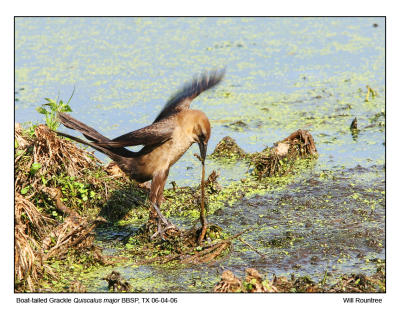 IMG_31454_BtGrackle_12x72.jpg