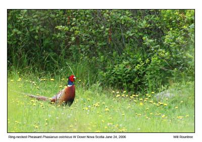 img_1803_RnPheasant_12x72.jpg