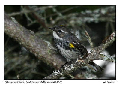 img_1999_MyrtleWarbler_12x72.jpg