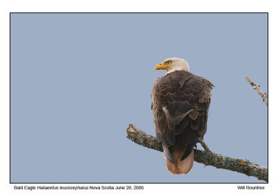 img_2117_BaldEagle_12x72.jpg
