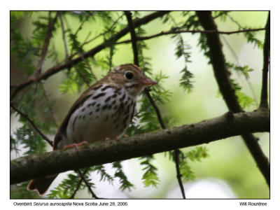 img_2134_Ovenbird_12x72.jpg