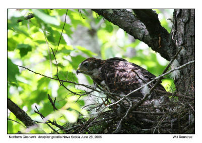 img_2157_NGoshawk_12x72.jpg