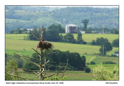 img_2055_BaldEagle_12x72.jpg