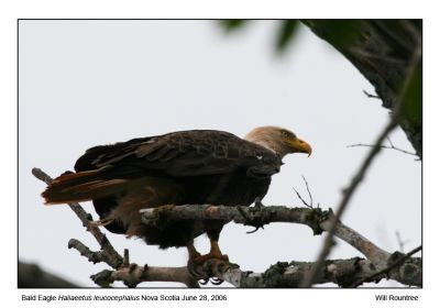 img_2085_BaldEagle_12x72.jpg