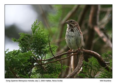 IMG_2364_SongSparrow_12x72.jpg