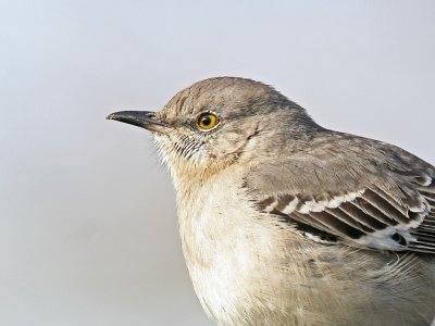 Northern Mockingbird