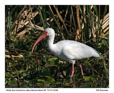 White Ibis